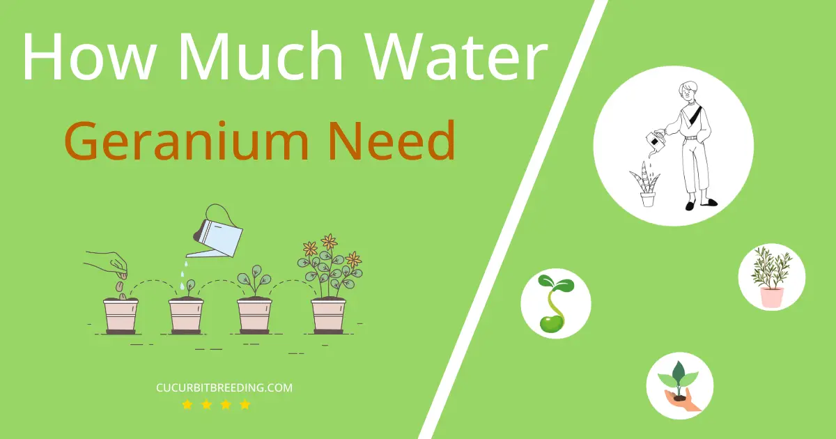 how often to water geranium