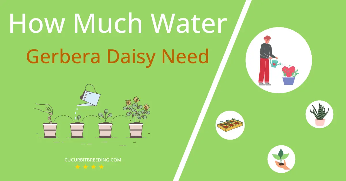 how often to water gerbera daisy