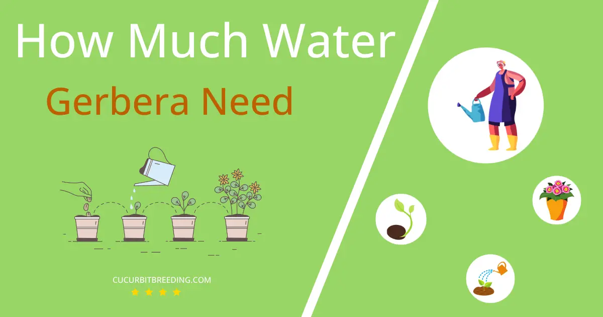 how often to water gerbera