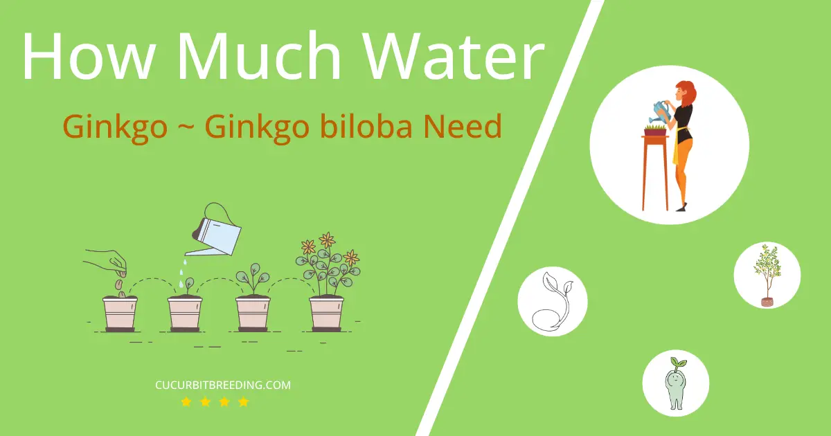 how often to water ginkgo ginkgo biloba