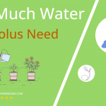 how often to water gladiolus