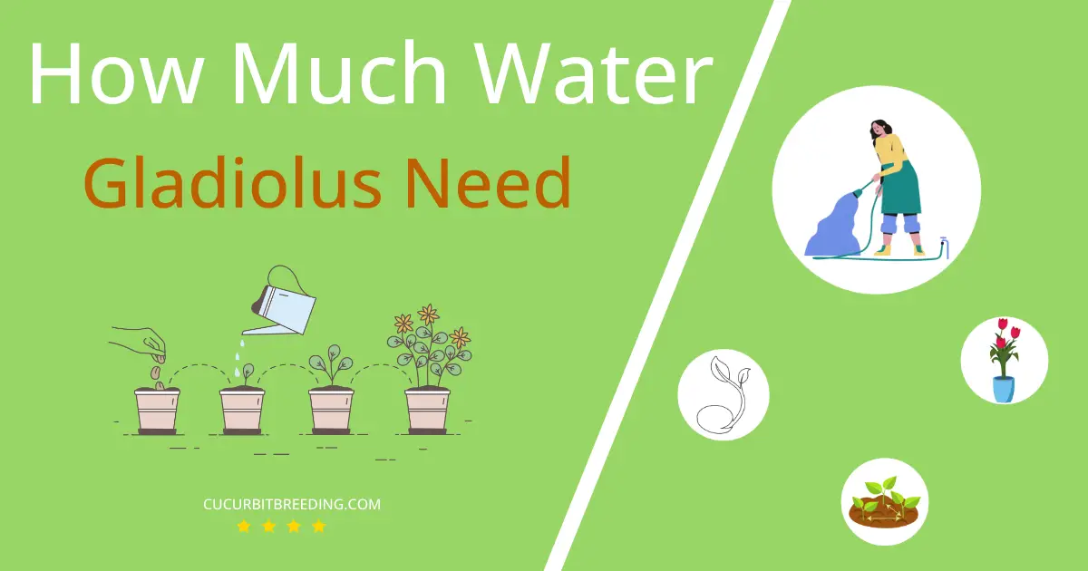how often to water gladiolus