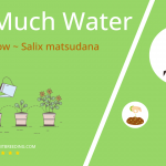 how often to water globe willow salix matsudana