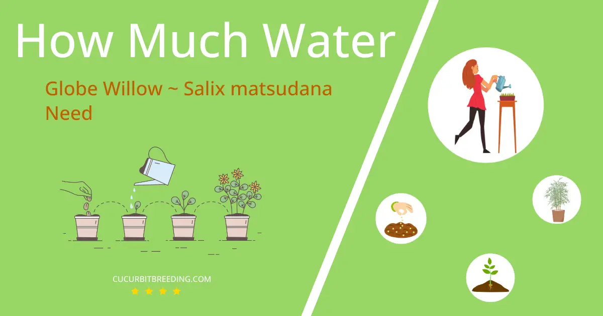 how often to water globe willow salix matsudana