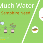 how often to water golden samphire