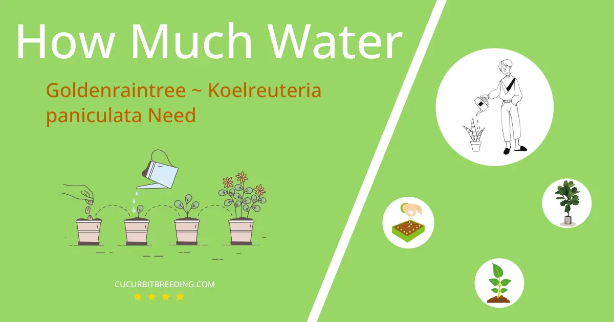how often to water goldenraintree koelreuteria paniculata