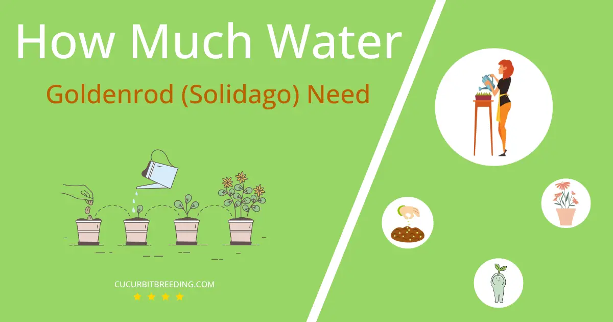 how often to water goldenrod solidago