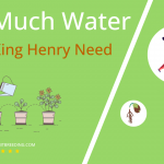 how often to water good king henry