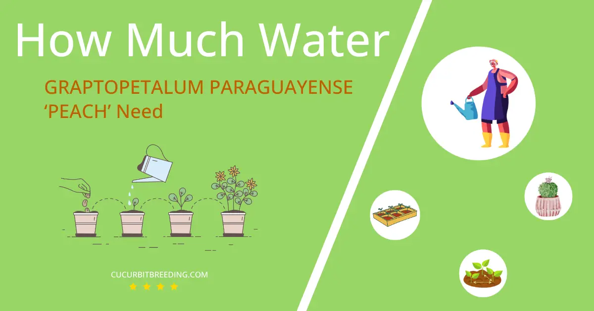 how often to water graptopetalum paraguayense peach