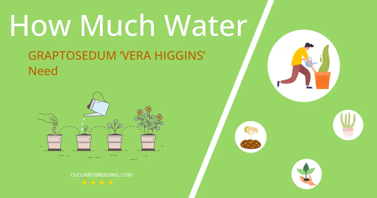 how often to water graptosedum vera higgins