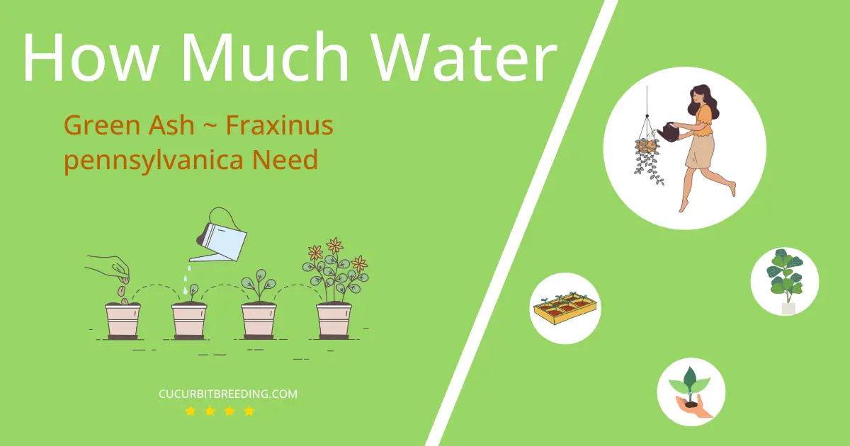 how often to water green ash fraxinus pennsylvanica
