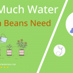 how often to water green beans