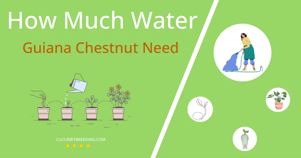 how often to water guiana chestnut