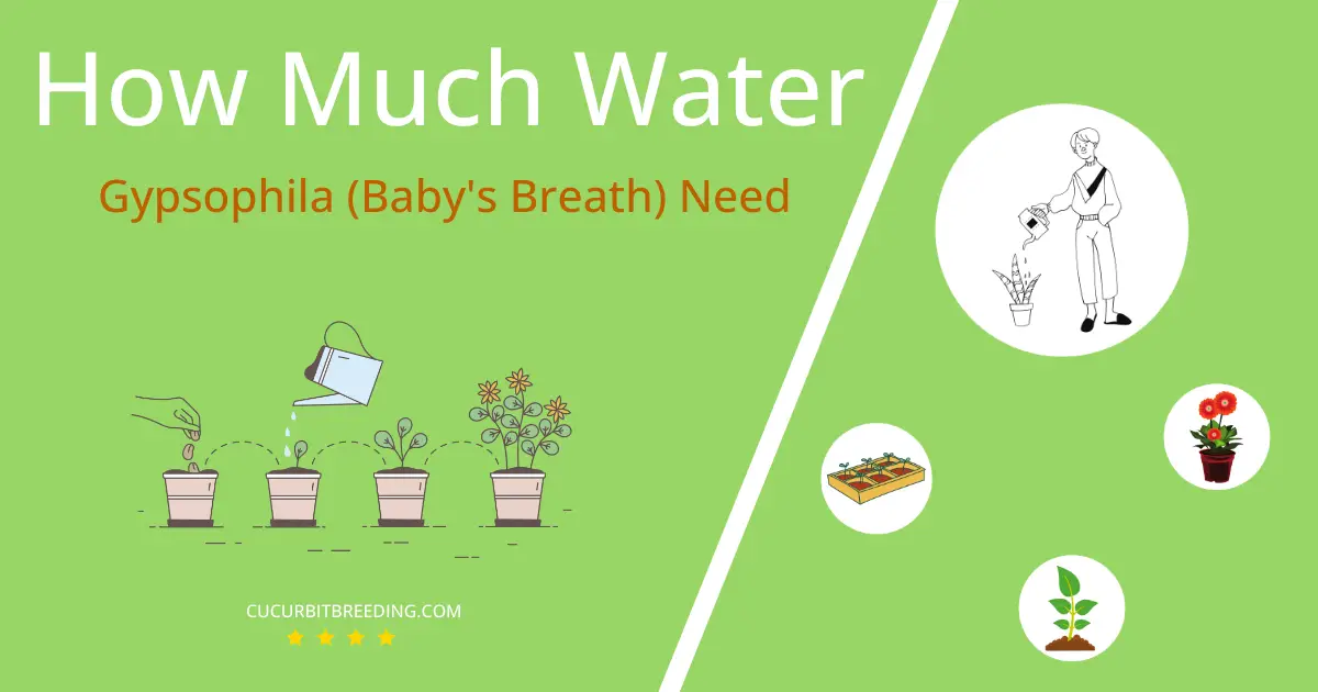 how often to water gypsophila babys breath