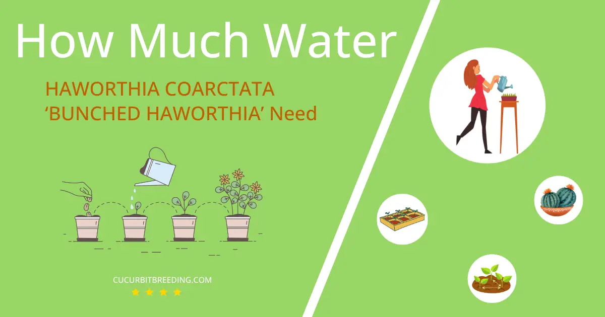 how often to water haworthia coarctata bunched haworthia