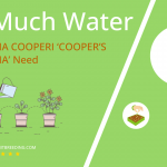 how often to water haworthia cooperi coopers haworthia