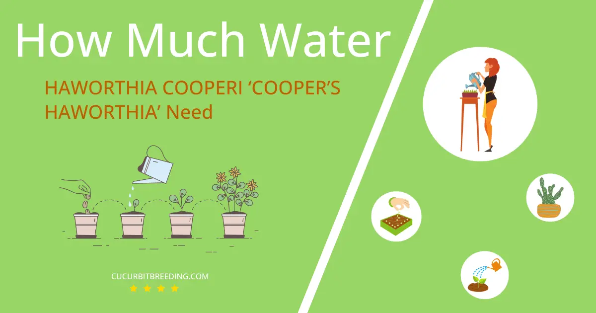 how often to water haworthia cooperi coopers haworthia