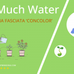 how often to water haworthia fasciata concolor