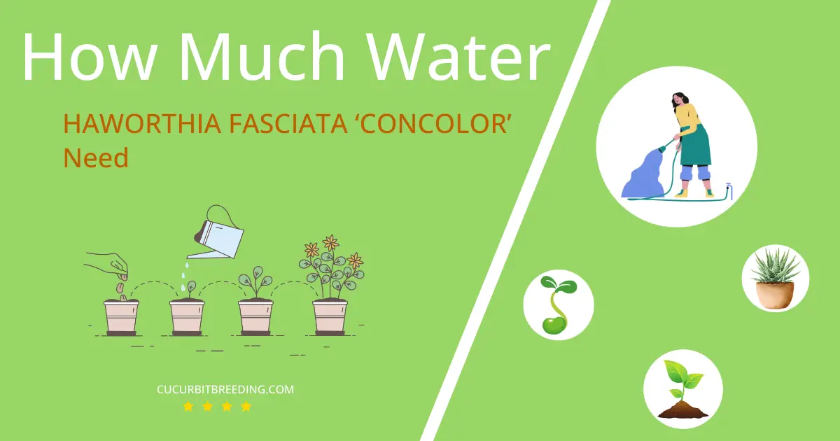 how often to water haworthia fasciata concolor