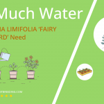 how often to water haworthia limifolia fairy washboard