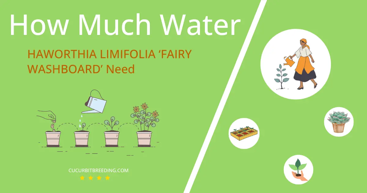 how often to water haworthia limifolia fairy washboard