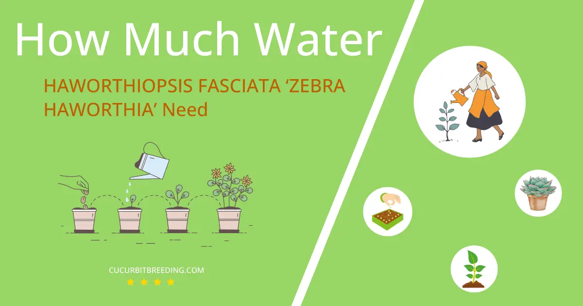 how often to water haworthiopsis fasciata zebra haworthia