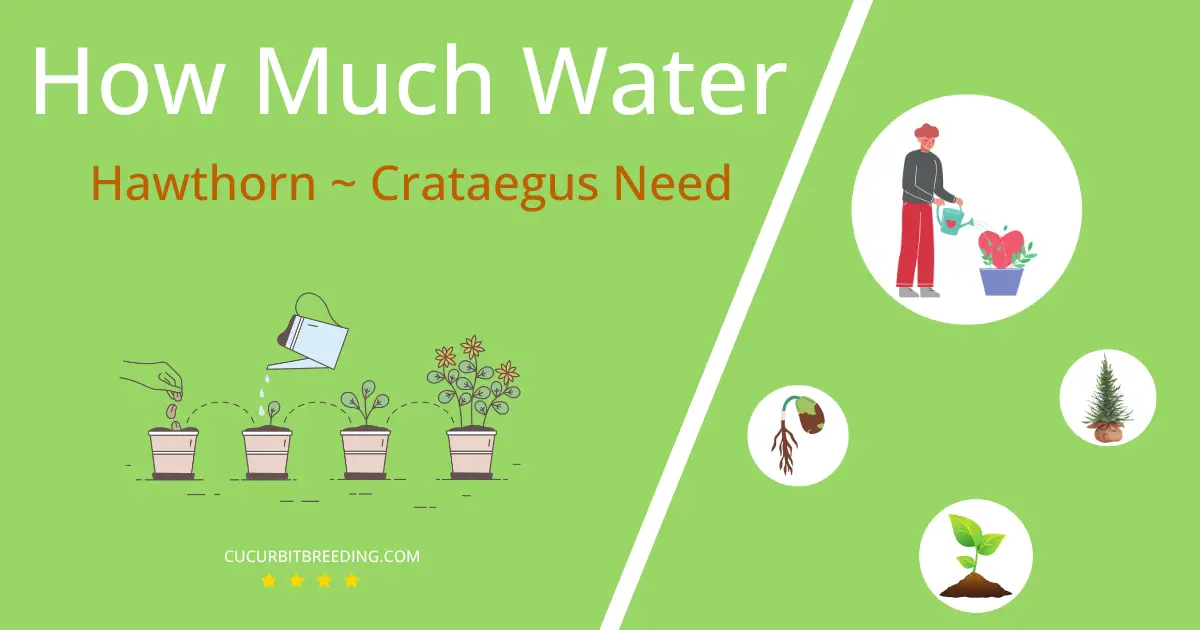 how often to water hawthorn crataegus