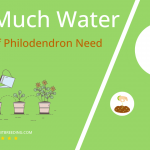 how often to water heartleaf philodendron