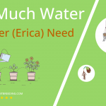 how often to water heather erica