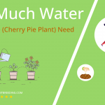 how often to water heliotrope cherry pie plant