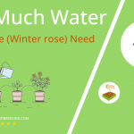 how often to water hellebore winter rose