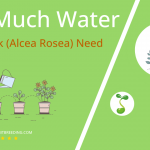 how often to water hollyhock alcea rosea