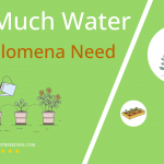 how often to water homalomena