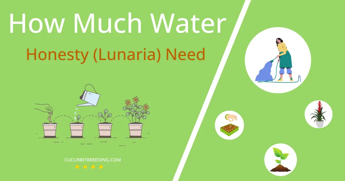 how often to water honesty lunaria