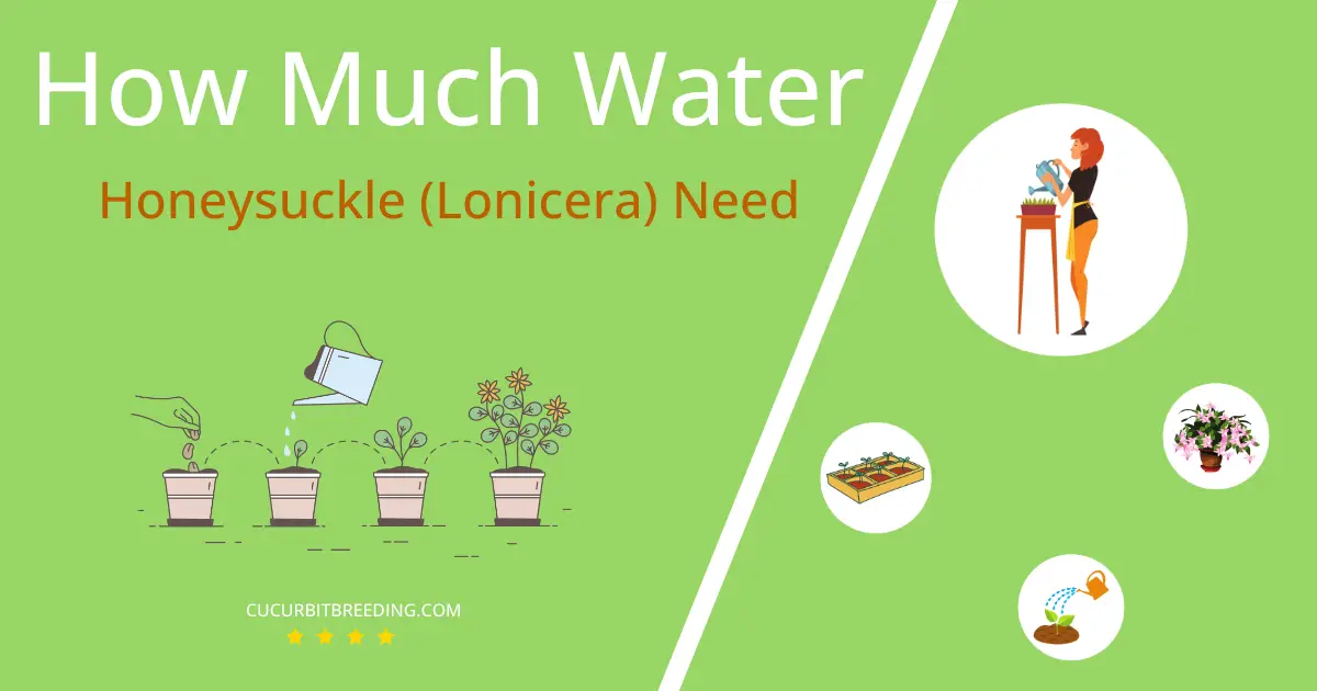 how often to water honeysuckle lonicera