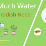 how often to water horseradish