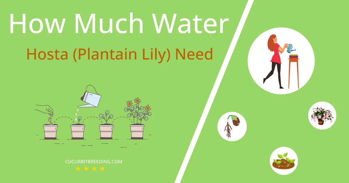 how often to water hosta plantain lily