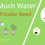 how often to water hoya tricolor