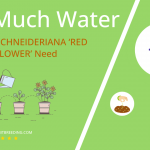 how often to water huernia schneideriana red dragon flower