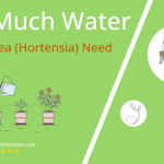 how often to water hydrangea hortensia