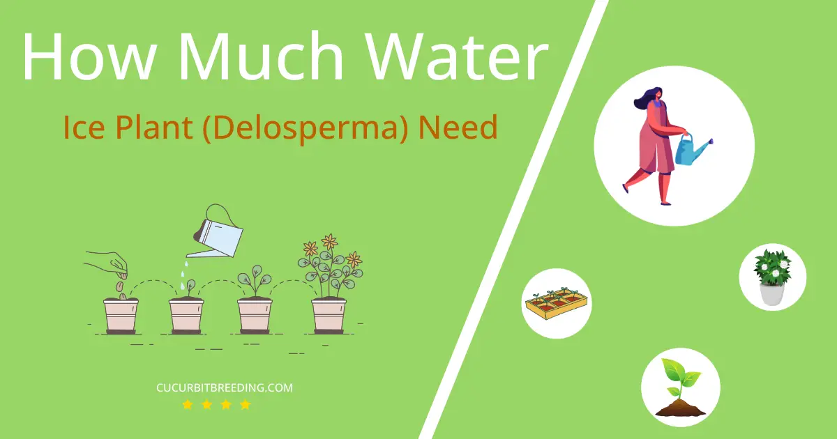 how often to water ice plant delosperma