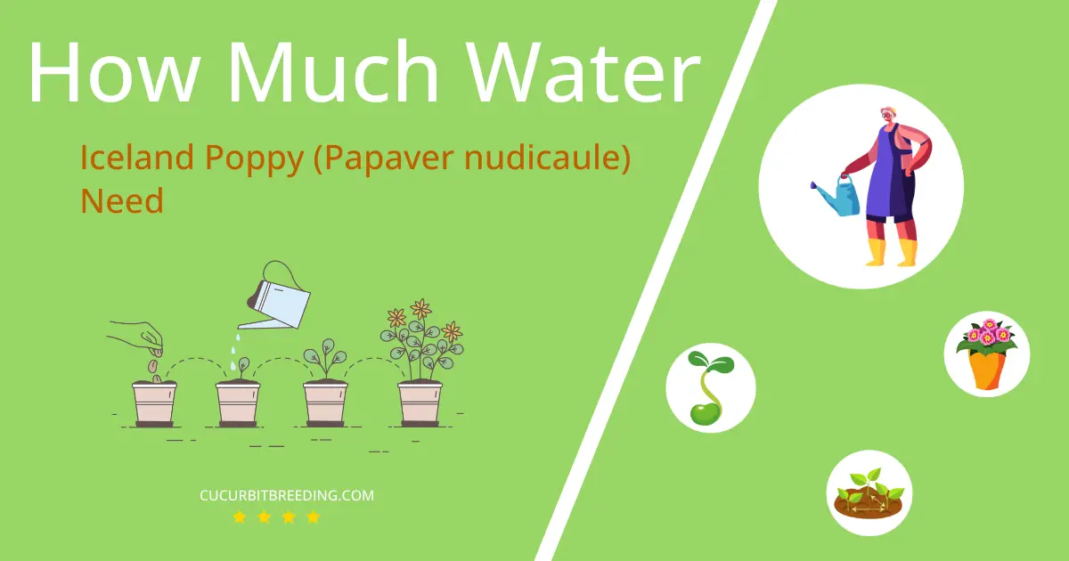 how often to water iceland poppy papaver nudicaule