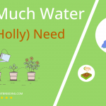 how often to water ilex holly