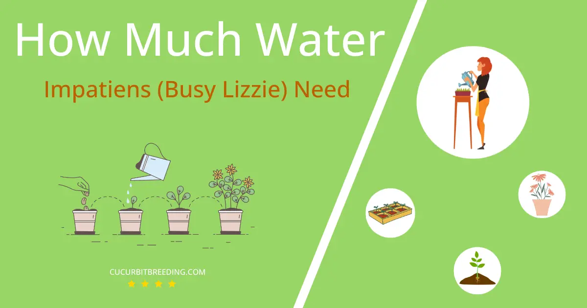 how often to water impatiens busy lizzie