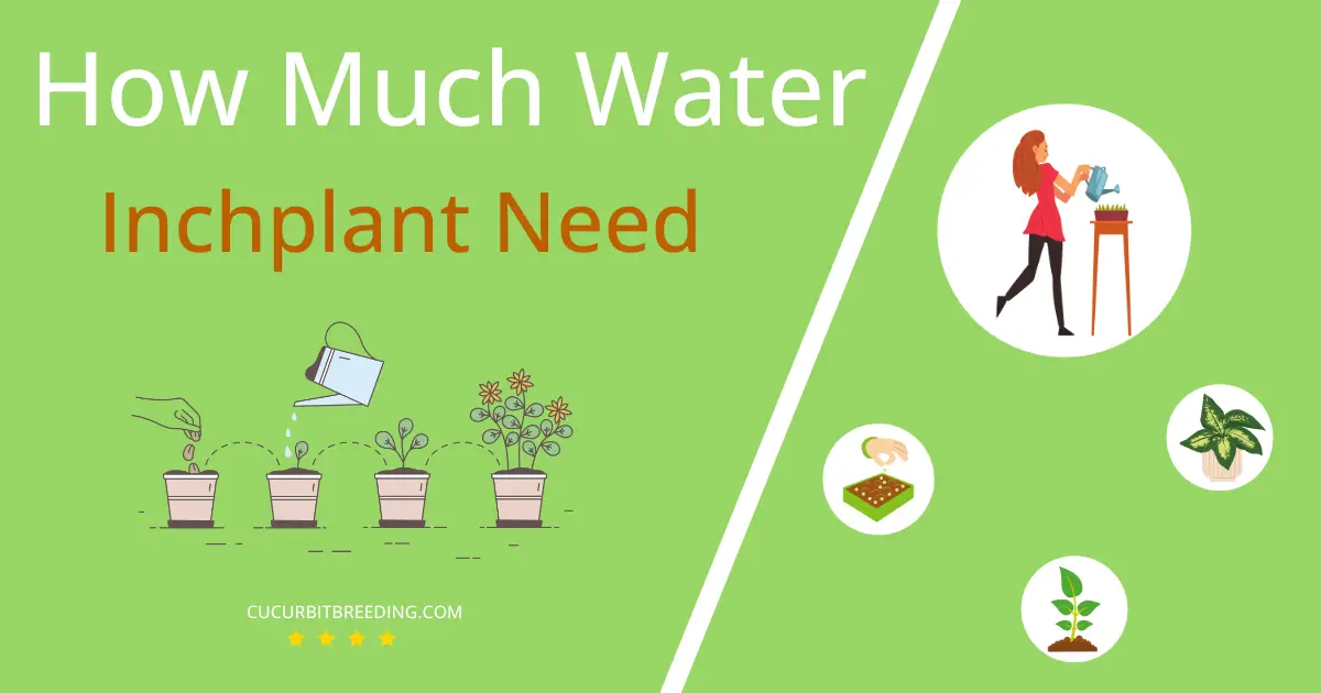 how often to water inchplant