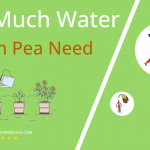 how often to water indian pea