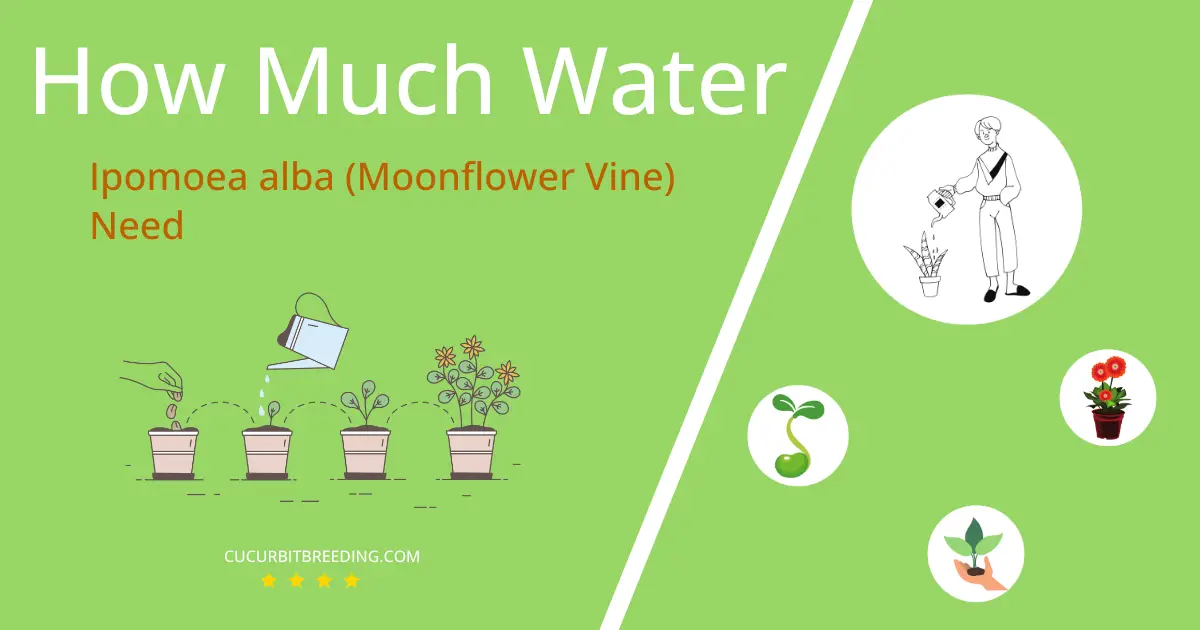 how often to water ipomoea alba moonflower vine