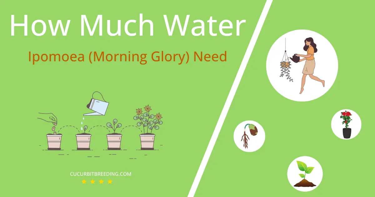 how often to water ipomoea morning glory
