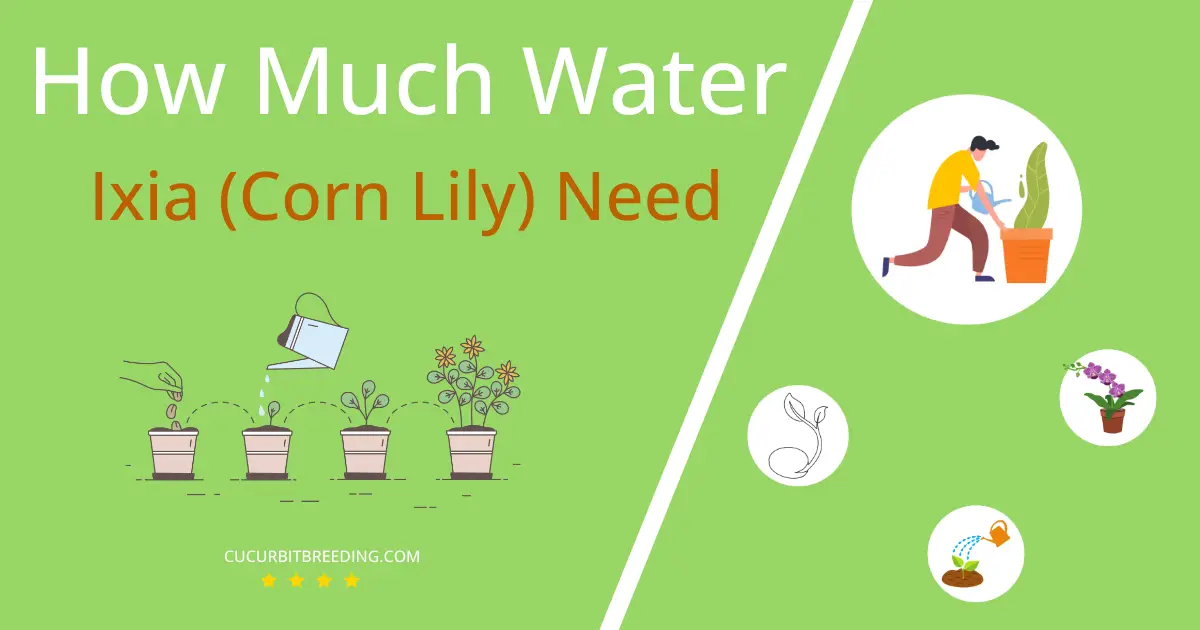 how often to water ixia corn lily