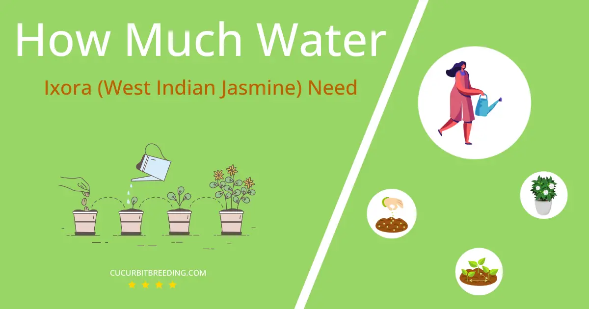 how often to water ixora west indian jasmine